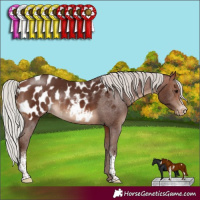 Horse Color:Silver Brown Sabino Blanket Rabicano 