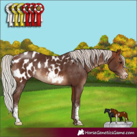Horse Color:Silver Brown Sabino Appaloosa Rabicano 
