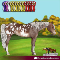 Horse Color:Silver Brown Sabino Blanket Rabicano 