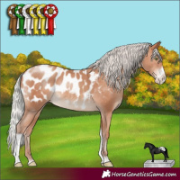 Horse Color:Silver Sable Champagne Sabino Tobiano Appaloosa