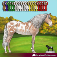 Horse Color:Silver Sable Champagne Sabino Tobiano Blanket