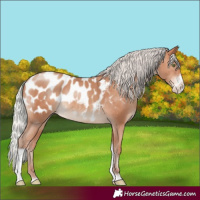 Horse Color:Silver Sable Champagne Sabino Tobiano Appaloosa