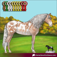Horse Color:Silver Sable Champagne Sabino Tobiano Appaloosa 