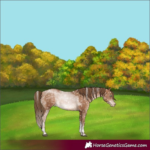 Horse Color:Brown Pearl Tobiano Snowflake VarnishRabicano 