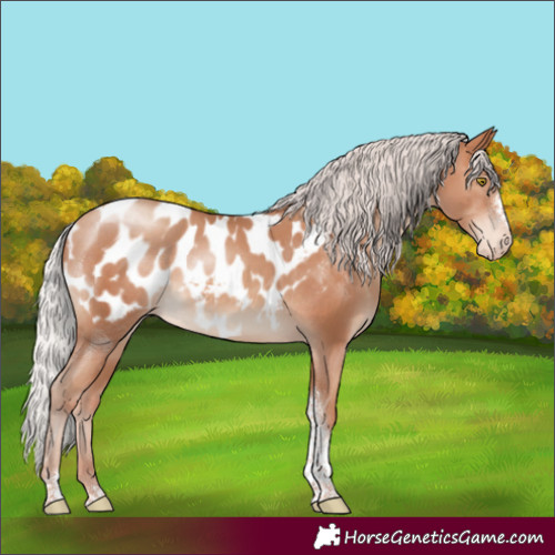 Horse Color:Silver Sable Champagne Tobiano Frame Appaloosa Rabicano 