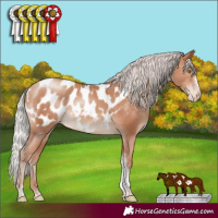 Horse Color:Silver Sable Champagne Tobiano Frame Appaloosa Rabicano