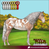 Horse Color:Silver Sable Champagne Tobiano Frame Blanket Rabicano