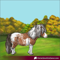 Horse Color:Bay Splash Tobiano Appaloosa  and Bay Splash Tobiano Appaloosa 