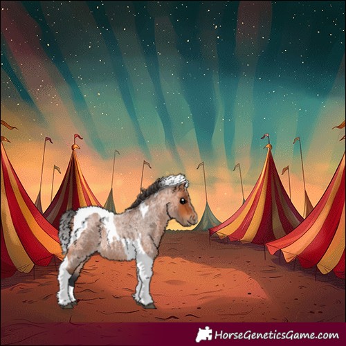 Horse Color:Bay Roan Tobiano 