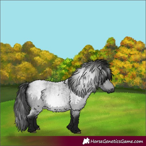 Horse Color:Gray Smoky Blue Roan 