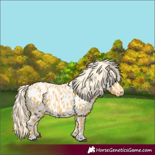Horse Color:Palomino Appaloosa and Palomino Appaloosa