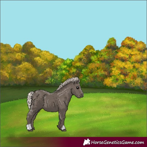 Horse Color:Silver Black 