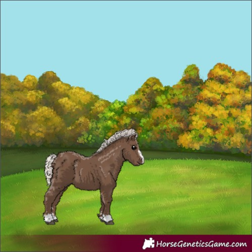 Horse Color:Silver Black 