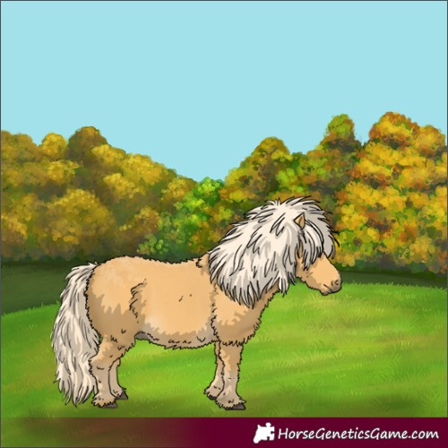 Horse Color:Palomino 