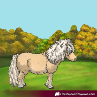Horse Color:Palomino 