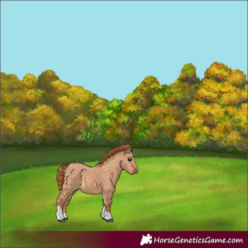 Horse Color:Red Dun Tobiano 