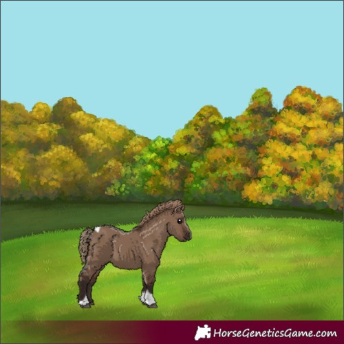 Horse Color:Liver Red Dun Tobiano 