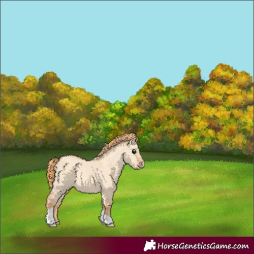 Horse Color:Gold Champagne Dun Tobiano 