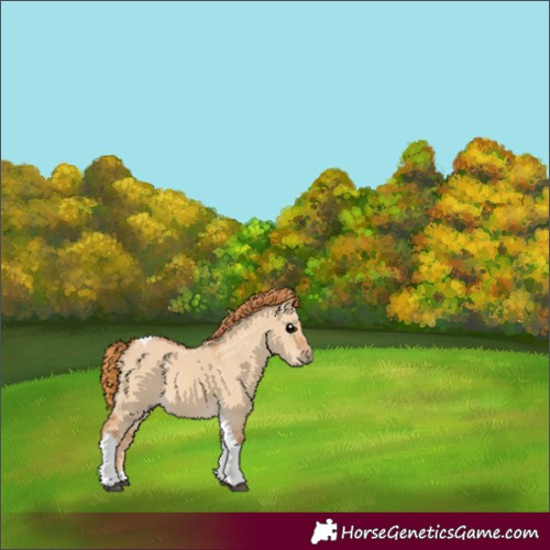 Horse Color:Red Dun Tobiano 