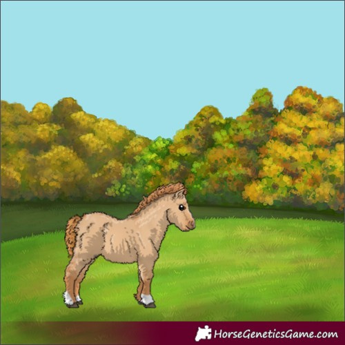 Horse Color:Red Dun Tobiano 