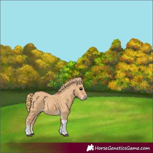 Horse Color:Red Dun Tobiano 