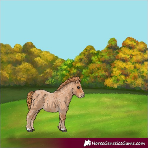 Horse Color:Red Roan 