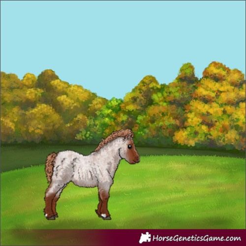 Horse Color:Red Roan 