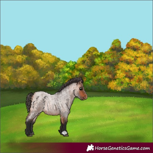 Horse Color:Bay Roan Appaloosa 