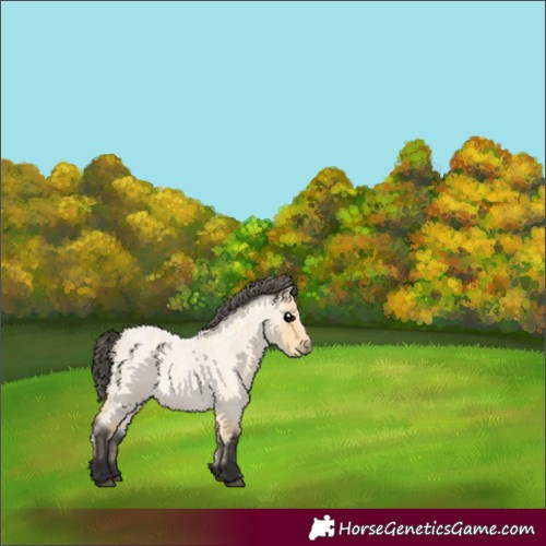 Horse Color:Buckskin Roan 