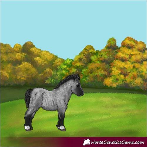 Horse Color:Gray Blue Roan