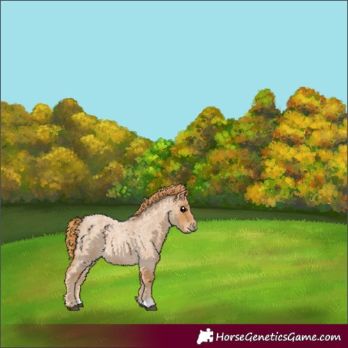 Horse Color:Red Roan 