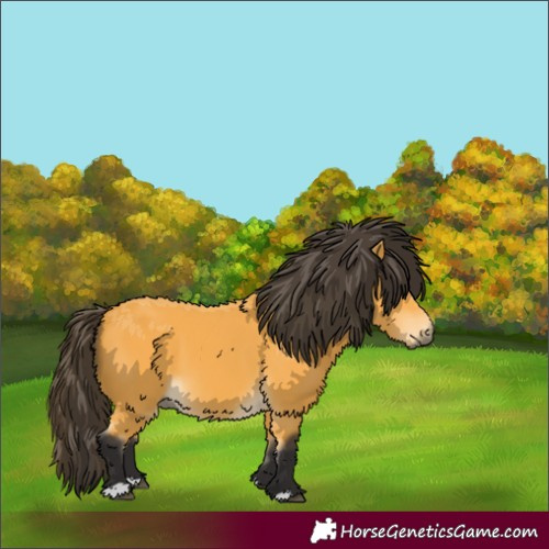Horse Color:Buckskin 
