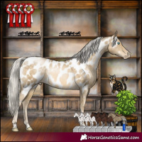 Horse Color:Silver Buckskin Pearl Appaloosa Rabicano