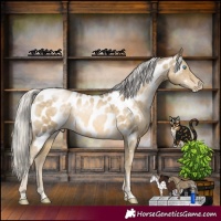 Horse Color:Silver Buckskin Pearl Appaloosa Rabicano