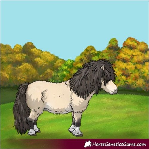 Horse Color:Buckskin Dun 