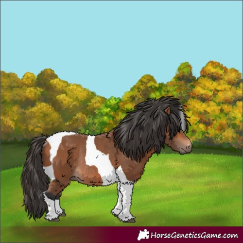 Horse Color:Bay Tobiano Rabicano 