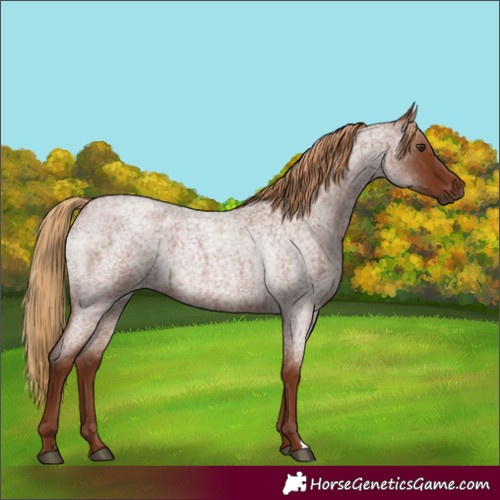 Horse Color:Red Roan 