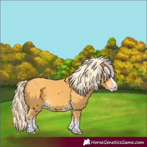 Horse Color:Gold Cream Champagne Splash 