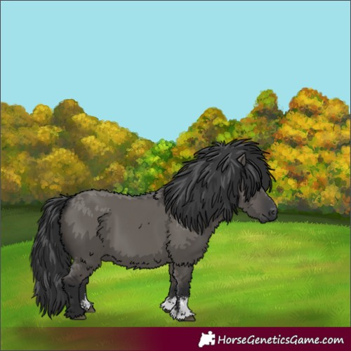 Horse Color:Grullo Sabino Rabicano 