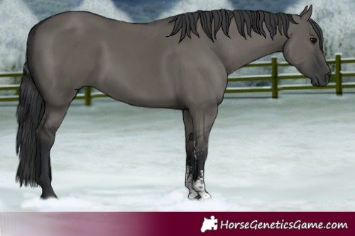 Horse Color:Grullo Sabino Rabicano