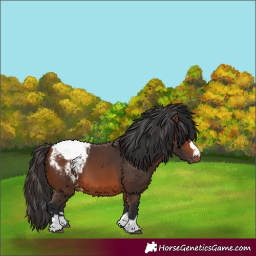 Horse Color:Bay Appaloosa 