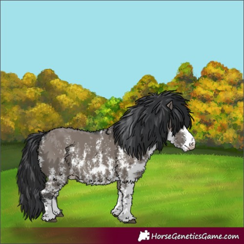 Horse Color:Grullo Sabino Rabicano 