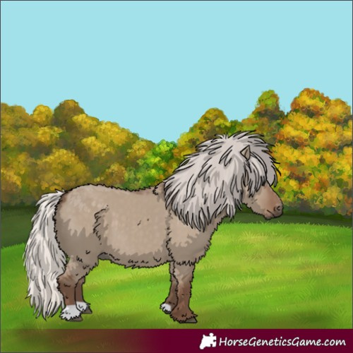 Horse Color:Silver Grullo 