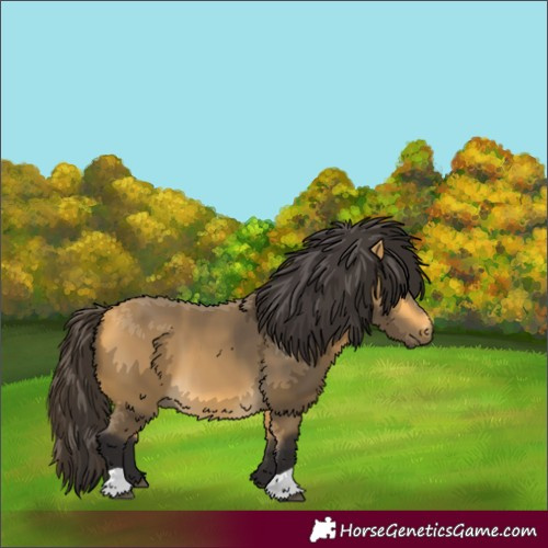 Horse Color:Buckskin 