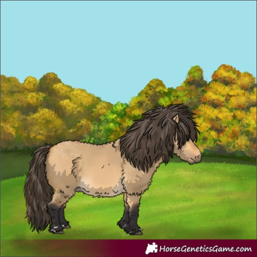 Horse Color:Buckskin Dun 