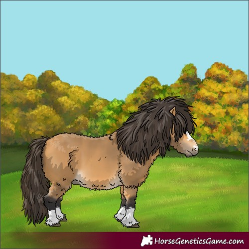 Horse Color:Buckskin 