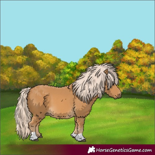 Horse Color:Palomino