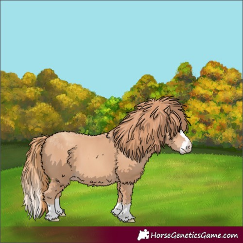 Horse Color:Gold Champagne Splash 