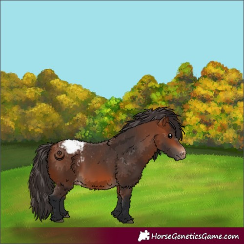 Horse Color:Bay Snowcap
