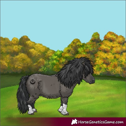 Horse Color:Grullo Tobiano